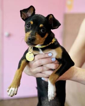 Veda -  Miniature Pinscher Dog for Adoption in Pasadena, California - Veda | PetCurious