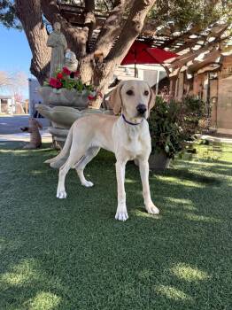 Labrador Retriever Dogs Available for Adoption - Rachel | PetCurious