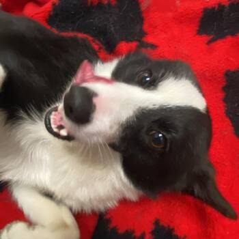 Pomeranian and Labrador Retriever Dogs Available for Adoption in Muncie, Indiana - Sonic | PetCurious