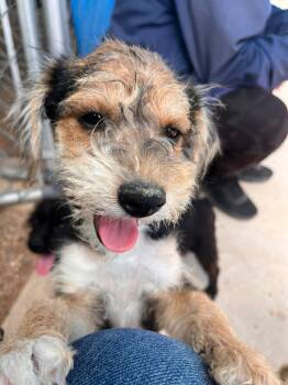 Ramiro -  Terrier Dog for Adoption in Santa Rosa, California - Ramiro | PetCurious