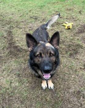 Maverick -  German Shepherd Dog Dog for Adoption in Bellaire, Michigan - Maverick | PetCurious