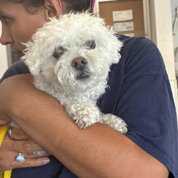 Rescue Bichon Frise Dogs for Adoption in Villa Park, California - Maloos | PetCurious