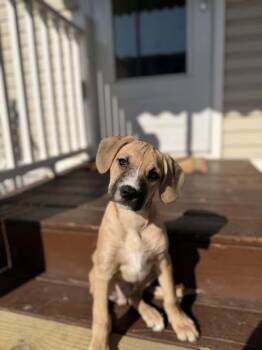 Pit Bull Terrier Dogs Available for Adoption - Tucker | PetCurious