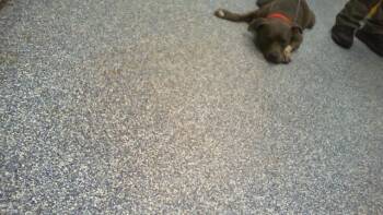 A1267624 -  Pit Bull Terrier Dog for Adoption in Charlotte, North Carolina - A1267624 | PetCurious