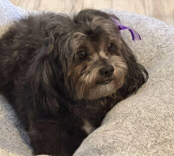 Shih Tzu Dogs Available for Adoption - Trisha | PetCurious