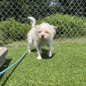 Nico -  Chihuahua and Shih Tzu Dog for Adoption in Bedford, New Hampshire - Nico | PetCurious