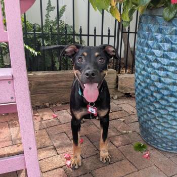 Libby -  Feist Dog for Adoption in Wake Forest, North Carolina - Libby | PetCurious