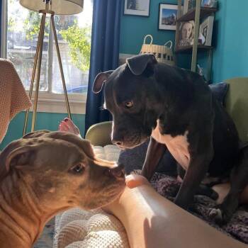 Hagen -  Mixed Breed Dog for Adoption in Savannah, Georgia - Hagen | PetCurious