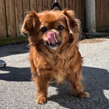 Pekingese and Mixed Breed Dogs Available for Adoption in Oak Park, Illinois - Miley | PetCurious