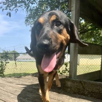 Lucy -  Black And Tan Coonhound Dog for Adoption in Albany, Missouri - Lucy | PetCurious