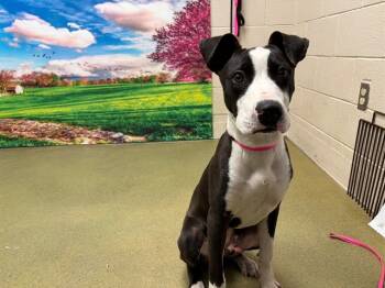 Rescue Pit Bull Terrier and Labrador Retriever Dogs for Adoption in Moreno Valley, California - A546755 | PetCurious