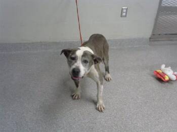 BLUE -  Staffordshire Bull Terrier and Mixed Breed Dog for Adoption in Pasadena, Texas - BLUE | PetCurious