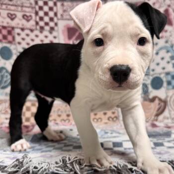 Justice -  Pit Bull Terrier Dog for Adoption in Waterloo, Iowa - Justice | PetCurious
