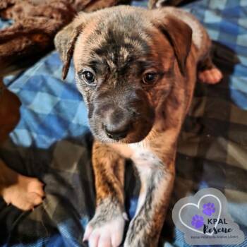 Mixed Breed Dogs Available for Adoption - Aurora | PetCurious
