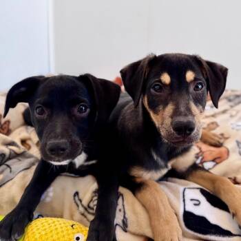 Norris -  Mixed Breed Dog for Adoption in Green Bay, Wisconsin - Norris | PetCurious