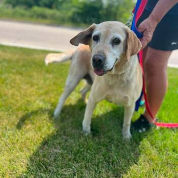 Meemaw -  Golden Retriever Dog for Adoption in Campton Hills, Illinois - Meemaw | PetCurious