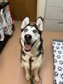 Rescue Siberian Husky Dogs for Adoption in Kennewick, Washington - Moose | PetCurious