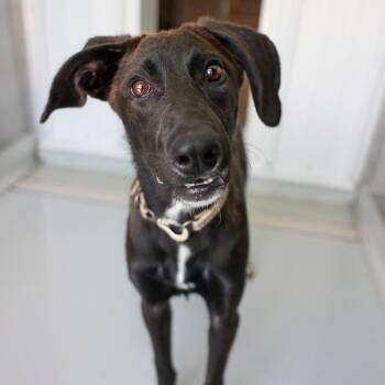 Halo -  Retriever and Mixed Breed Dog for Adoption in Bradenton, Florida - Halo | PetCurious