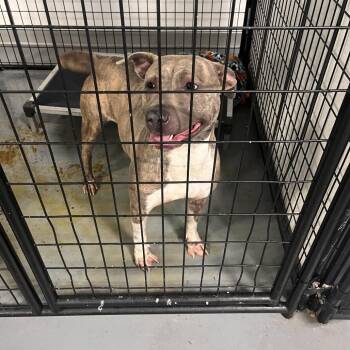 Terrier Dogs Available for Adoption - Satchel | PetCurious