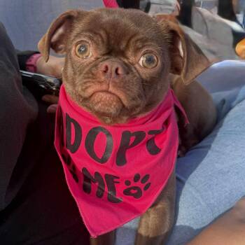 Rescue Pug Dogs for Adoption in Antioch, California - Mama Pug | PetCurious