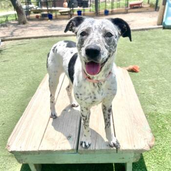 Morticia -  Australian Cattle Dog Blue Heeler Dog for Adoption in Center Point, Texas - Morticia | PetCurious