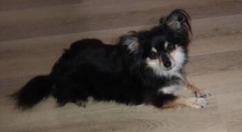 Salsa -  Chihuahua Dog for Adoption in Cincinnati, Ohio - Salsa | PetCurious