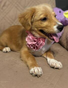Ava -  Golden Retriever Dog for Adoption in North Reading, Massachusetts - Ava | PetCurious