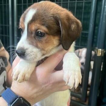 X-Ray Spex -  Hound and Mixed Breed Dog Available for Adoption in Fredericksburg, Virginia - X-Ray Spex | PetCurious