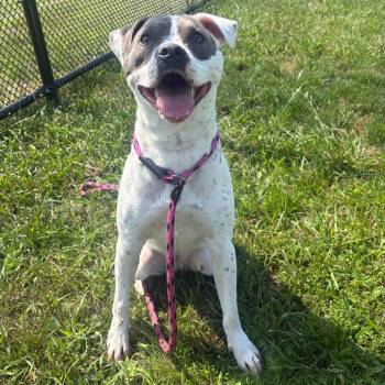 Lyra -  Mixed Breed and Pit Bull Terrier Dog for Adoption in York, Pennsylvania - Lyra | PetCurious