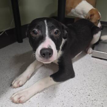 Roo -  Mixed Breed Dog Available for Adoption in Binghamton, New York - Roo | PetCurious