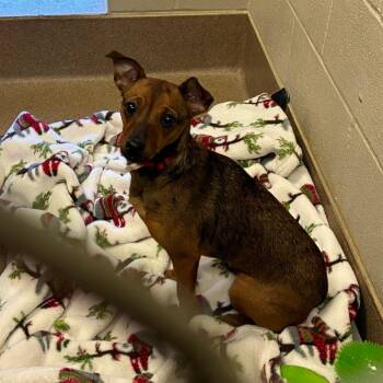 Chihuahua Dogs Available for Adoption in Hinesville, Georgia - Boo | PetCurious
