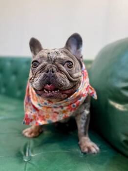 Lovey Little Potato Bean -  French Bulldog and Bulldog Dog for Adoption in Friendswood, Texas - Lovey Little Potato Bean | PetCurious