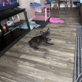 Lulu -  French Bulldog Dog for Adoption in Broken Arrow, Oklahoma - Lulu | PetCurious
