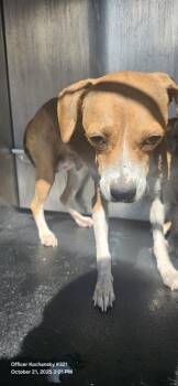 Rescue Beagle Dogs for Adoption in San Antonio, Texas - DIAMOND | PetCurious