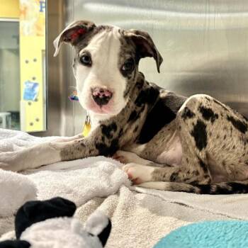 Pit Bull Terrier and Mixed Breed Dogs Available for Adoption in St. Louis, Missouri - KELP | PetCurious