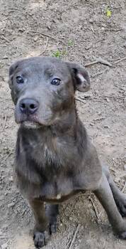 DUCKY -  Pit Bull Terrier Dog Available for Adoption in Saint Jo, Texas - DUCKY | PetCurious