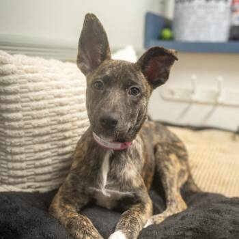 Opal -  Mountain Cur and Dutch Shepherd Dog for Adoption in Pawling, New York - Opal | PetCurious
