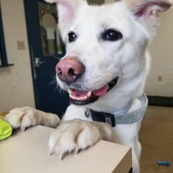 Husky Dogs Available for Adoption - Alaska | PetCurious