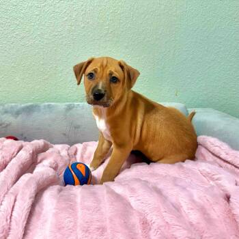 Rescue Miniature Pinscher and Boxer Dogs for Adoption in High Ridge, Missouri - Pistachio | PetCurious