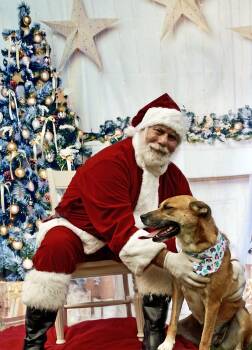 Rescue German Shepherd Dog and Mountain Cur Dogs for Adoption in Toney, Alabama - Marilyn | PetCurious