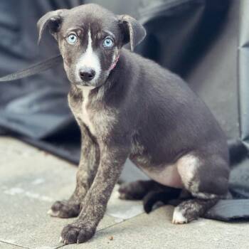 Rescue German Shepherd Dog and American Bulldog Dogs for Adoption in Toronto, Ontario - Pickle Pockets | PetCurious