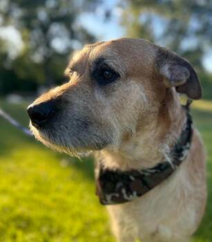 Ziggy -  Terrier Dog for Adoption in Brooklyn Center, Minnesota - Ziggy | PetCurious