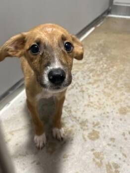 Slipknot -  Mixed Breed Dog for Adoption in Fort Worth, Texas - Slipknot | PetCurious