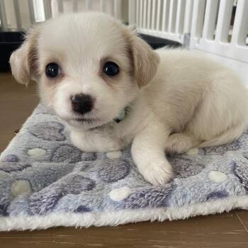 Yorkshire Terrier Dogs Available for Adoption in Baton Rouge, Louisiana - Marshmallow | PetCurious
