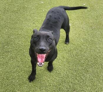 Wednesday -  Bull Terrier and English Staffordshire Bull Terrier Dog for Adoption in Austin, Texas - Wednesday | PetCurious