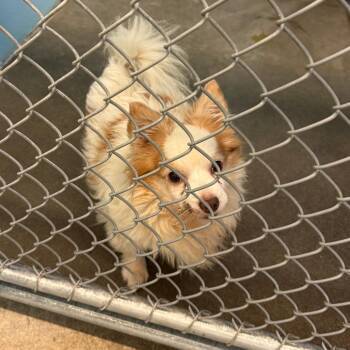 Fluffy -  Chihuahua and Mixed Breed Dog for Adoption in Ottawa, Kansas - Fluffy | PetCurious