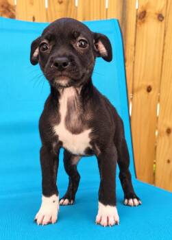 Crinkle -  Mixed Breed Dog for Adoption in St. Augustine, Florida - Crinkle | PetCurious
