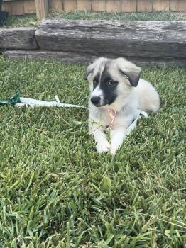 Mabel -  Siberian Husky Dog for Adoption in Carrollton, Texas - Mabel | PetCurious
