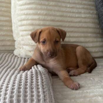 Tomato -  Shepherd Dog for Adoption in Edinburg, Texas - Tomato | PetCurious