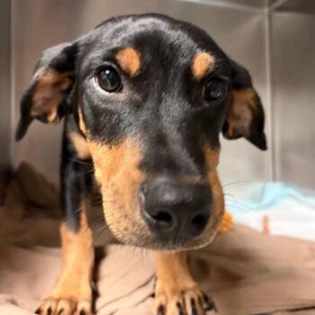Pearl Girl -  Mixed Breed Dog for Adoption in Charleston, West Virginia - Pearl Girl | PetCurious